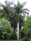 [Bangalow Palm Archontophoenix cunninghamiana[5].jpg]