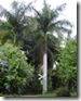 Bangalow Palm Archontophoenix cunninghamiana