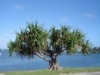 [pandanus tree utilis[3].jpg]