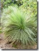 xantorrhoea grass tree