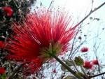 [calliandra tweedii[3].jpg]