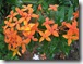 Ixora prince of orange Ixora prince of orange