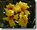 markhamia lutea