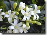 murraya paniculata hedge mock orange starr 2 murraya paniculata hedge mock orange starr 2