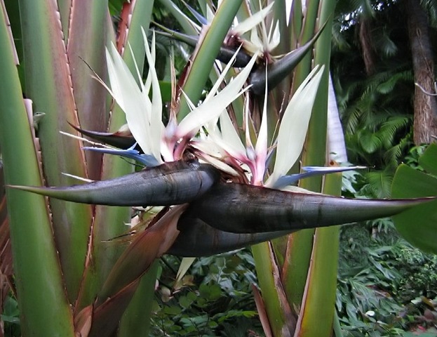 [strelitzia nicolai2[3].jpg]
