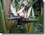 strelitzia nicolai2