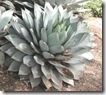 agave parryi agave parryi