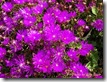 lampranthus purple starr lampranthus purple starr