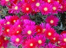 [lampranthus hot pink[3].jpg]