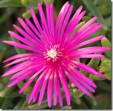 lampranthus hot pink 3