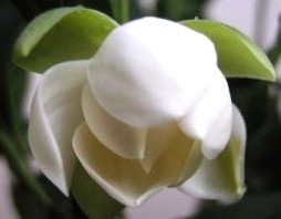 [michelia magnolia coco[4].jpg]
