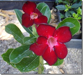 Adenium red