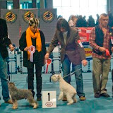 Especial Schnauzer Valencia 2008