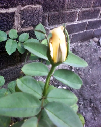 [Blooming Yellow Rose2[4].jpg]