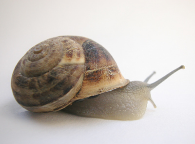 snail.jpg