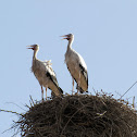 White Stork