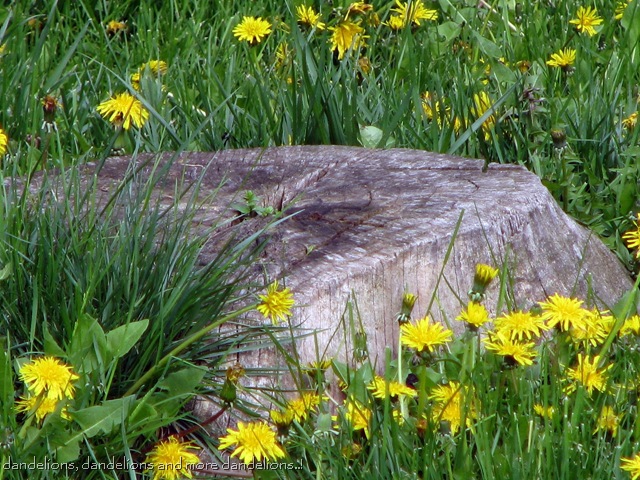 [dandelions[2].jpg]