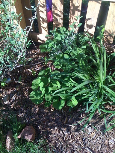 Can anyone identify this plant? Photo%203-739906