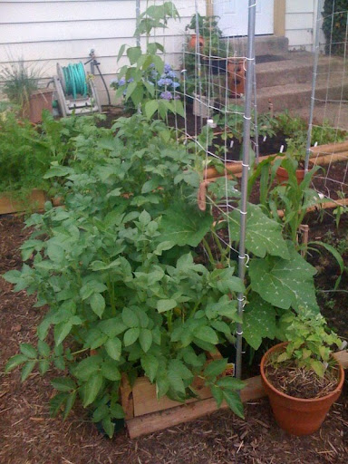 What is this bug on my taters? Photo-775510