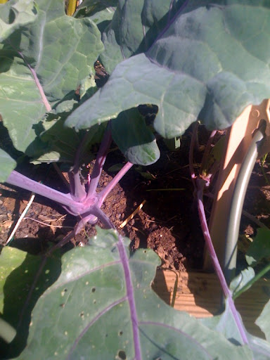 What's the deal with kohlrabi Photo%202-735119