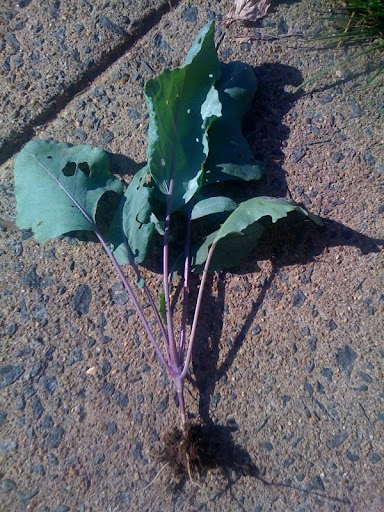 What's the deal with kohlrabi Photo%203-736566