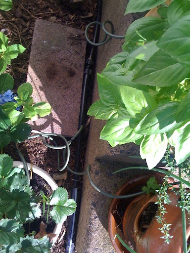 automatic watering Photo%202-769866