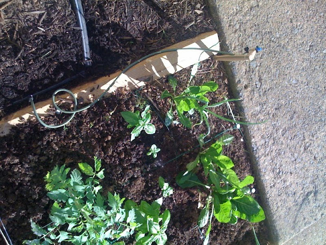 automatic watering Photo%204-773965