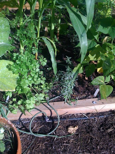 automatic watering Photo%203-713281