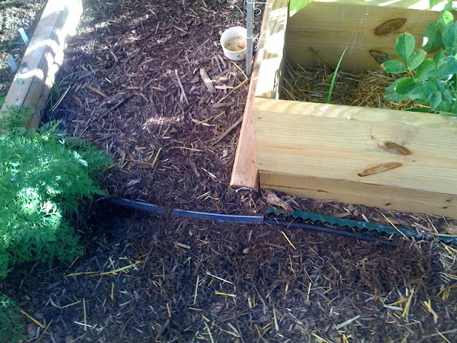 automatic watering Photo%204-714604