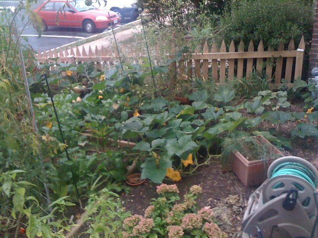 CONTEST: Guess total vine length of my rampicante squash! Photo-720083