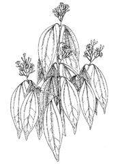 Cinnamomum aromaticum Nees (Lauraceae) Cassia, Cassia Bark, Cassia Lignea, China Junk Cassia, Chinese Cassia, Chinese Cinnamon, Saigon Cinnamon