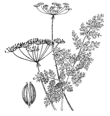 Carum carvi L. (Apiaceae)Caraway