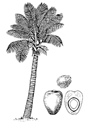 Cocos nucifera L. (Arecaceae) Coconut, Coconut Palm, Copra, Nariyal