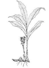 Curcuma zedoaria (Christm.) Roscoe (Zingiberaceae) Kua, Zedoary