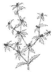 Eryngium foetidum L. (Apiaceae) ClLANTRO, CULANTRO, FALSE CORIANDER, SHADOW BENI, StINKWEED