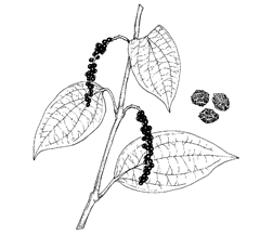 Piper nigrum L. (Piperaceae) Black Pepper