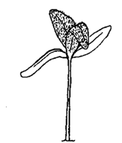 Jerusalem artichoke seedling