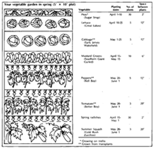 Vegetable Spacing Chart