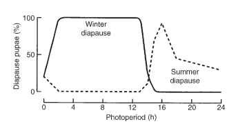  Photoperiodic response in the noctuid M. brassicae controlling the pupal diapause at 20°C. Note the different ranges of photoperiod for the induction of summer diapause (dashed line) and winter diapause (solid line). 