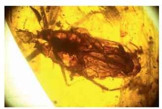  The first vertebrate-parasitic hemipteran, Triatoma dominicana, in Dominican amber was a vector of Trypanosoma antiquus, closely related to the causal agent of Chagas disease.