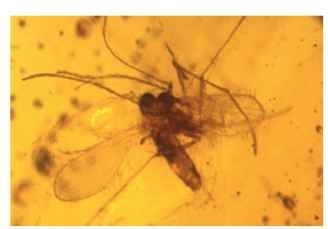  The Burmese amber sand fly, Palaeomyia burmitis, contains various stages of the trypanosomatid, Paleoleishmania pro-terus, in its midgut and infected reptilian blood cells in its foregut. This not only shows that vectors of vertebrate diseases were present 100 million years ago but also provokes the question as to how dinosaurs would have dealt with such emerging pathogens.