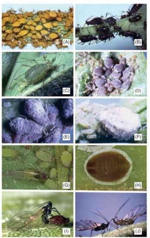  Aphid diversity and morphs: (A) Aphis nerii apterae, (B) Uroleucon ambrosiae apterae, (C) Acyrthosiphon kondoi aptera giving birth, (D) Dysaphis plantaginea apterae, (E) Neophyllaphis podocarpi apterae with flocculent wax, (F) Prociphilus americanus apterae with filamentous wax and pseudococcidlike appearance, (G) Aphis spiraecola alata and apterae, (H) Cerataphis orchidearum aptera with wax fringe resembling an aleyrodid, (I) Rhopalosiphum nymphae ovipara and winged male in copula, and (J) Acyrthosiphon kondoi (left) and A. pisum (right) alatae. 