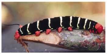 Pseudosphinx tetrio hawk moth caterpillar from the Peruvian Amazon, showing a combination of red and black, classical colors used by aposematic insects. These larvae feed on toxic latex-sapped trees in the Apocynaceae. Length 14 cm.  