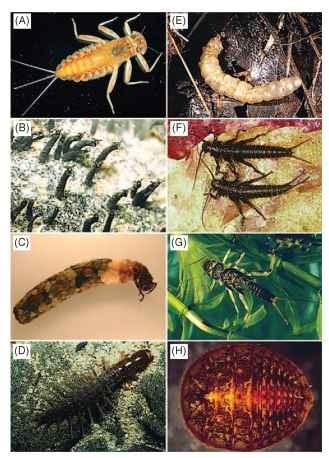  Typical insects inhabiting lotic environments. (A) Ephemeroptera: Heptageniidae (Rhithrogena). (Photograph by H. V. Daly.) (B) Diptera: Simuliidae (Simulium), (C) Trichoptera: Limnephilidae (Dicosmoecus), (D) Megaloptera: Corydalidae (Corydalus), (E) Diptera: Tipulidae (Tipula), (F) Plecoptera: Pteronarcyidae (Pteronarcys), (G) Plecoptera: Perlidae, (H) Coleoptera: Psephenidae (Psephenus). 