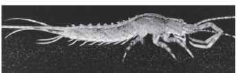 A male archaeognathan (Machilis germanica), body length ca. 12 mm, lateral view; for details see Fig. 2. 