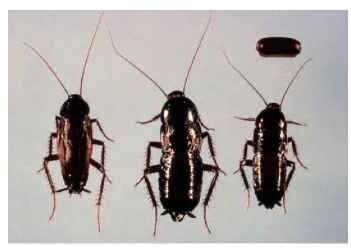 The oriental cockroach, Blatta orientalis. From left: adult male, adult female, nymph, ootheca.