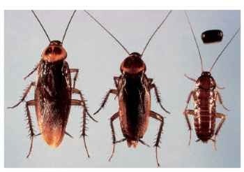 The American cockroach, Periplaneta americana. From left: adult male, adult female, nymph, ootheca.