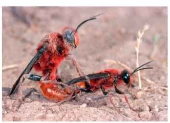 Sexual dimorphism in insect body size illustrated by a species of digger wasps (Sphecidae) in Chile. The male is larger than the female most probably as a consequence of strong competition among males.
