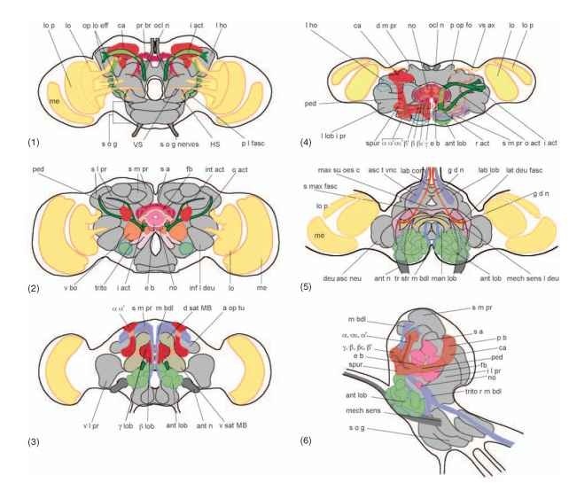 Brain and Optic Lobes (Insects)