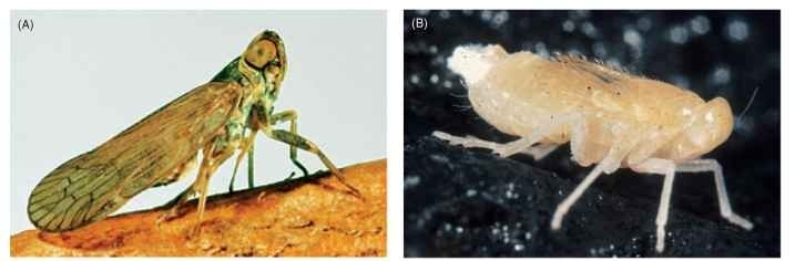 Cave and surface cixiid planthoppers. (A) Rain forest Oliarus species from Maui Island; note large eyes, dark color, and functional wings. (B) Adult female cave-adapted Oliarus polyphemus from Hawaii Island; note absence of eyes, enlarged antennae, and reduced wings and pigment. 